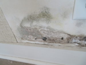 mold behind wallpaper